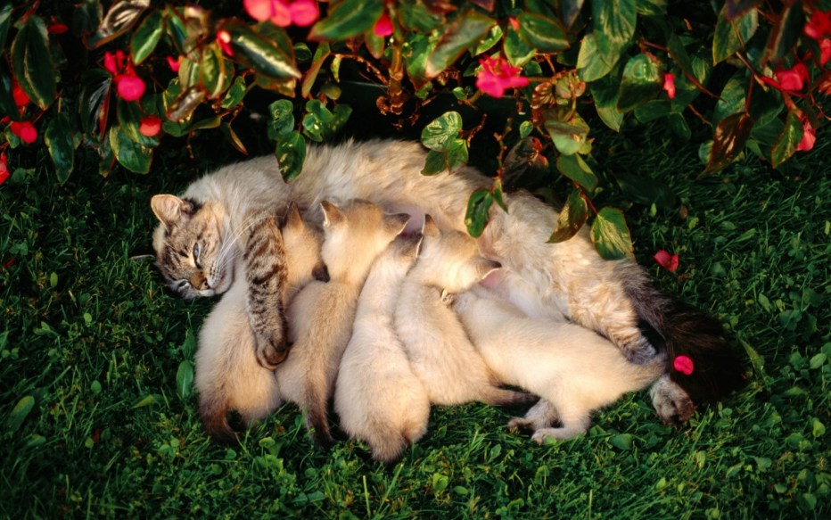 Кошка с котятами