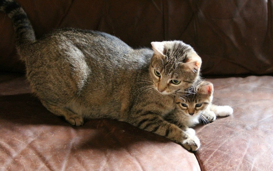 Кошка с котятами
