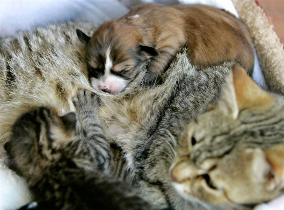 Кошка выкармливает котят