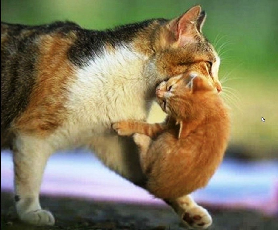 Мама кошка несет котенка