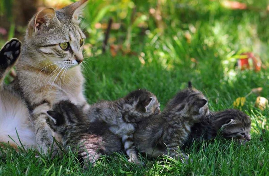 Котенок крошка