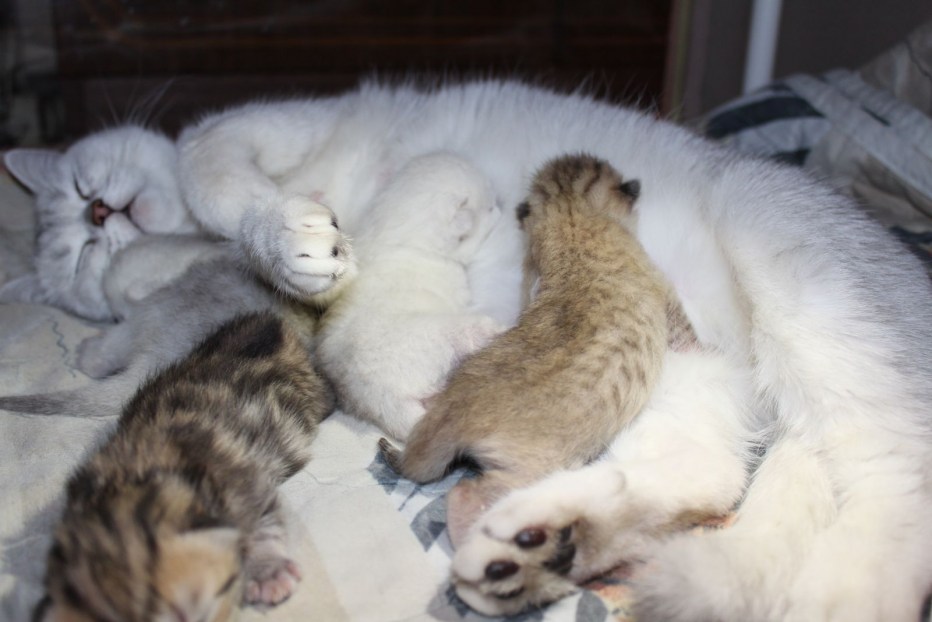 Кошка с потомством