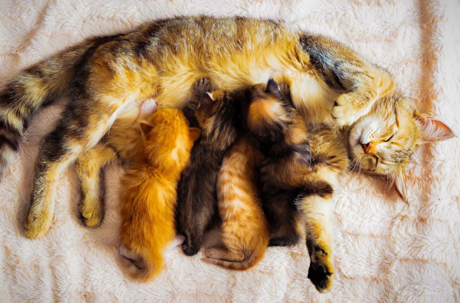Кормящая кошка