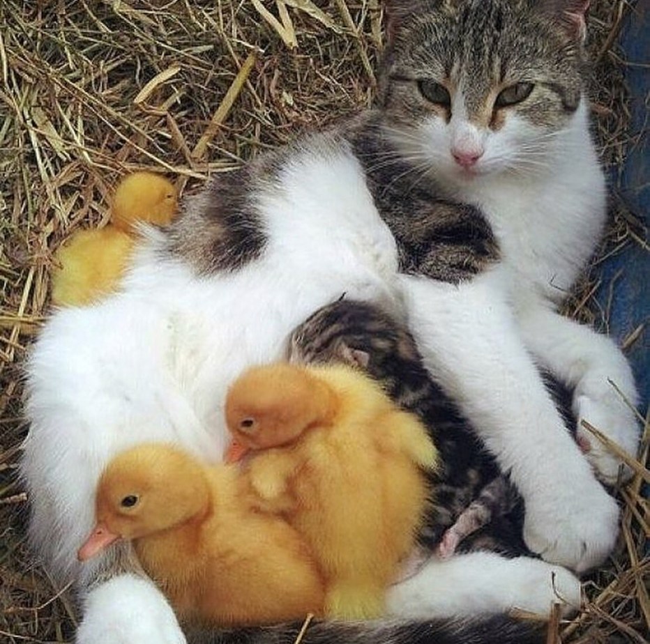 Кошка усыновила утят