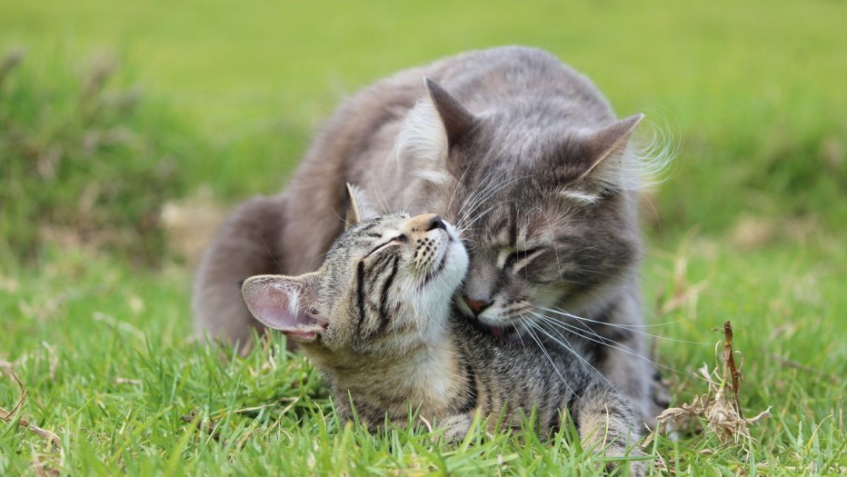Влюбленные коты
