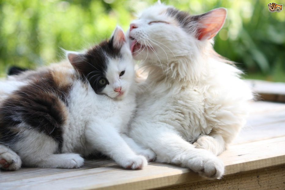 Кошка лижет котенка