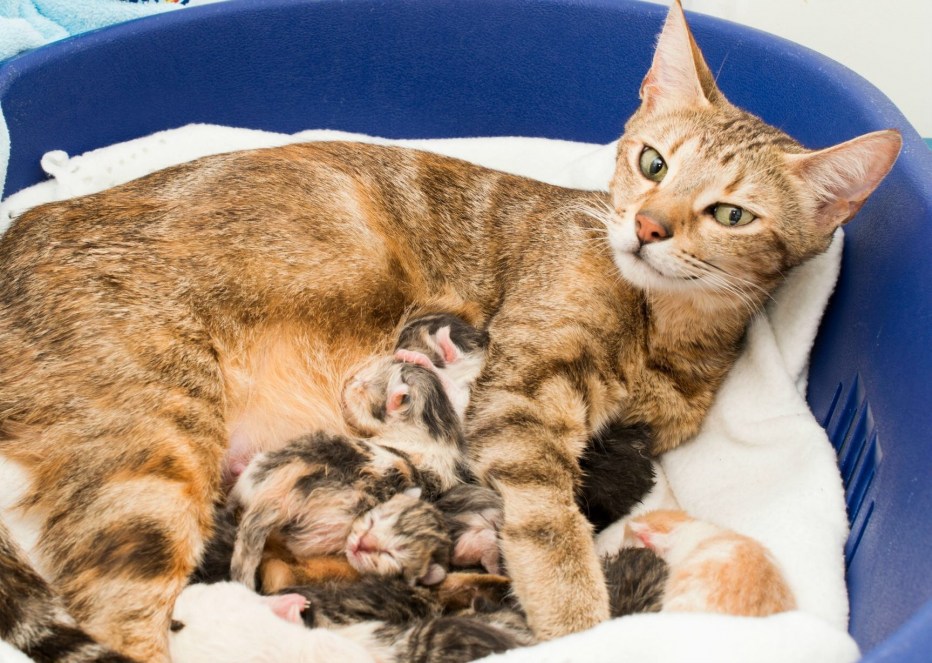 Кошка вскармоивает кота