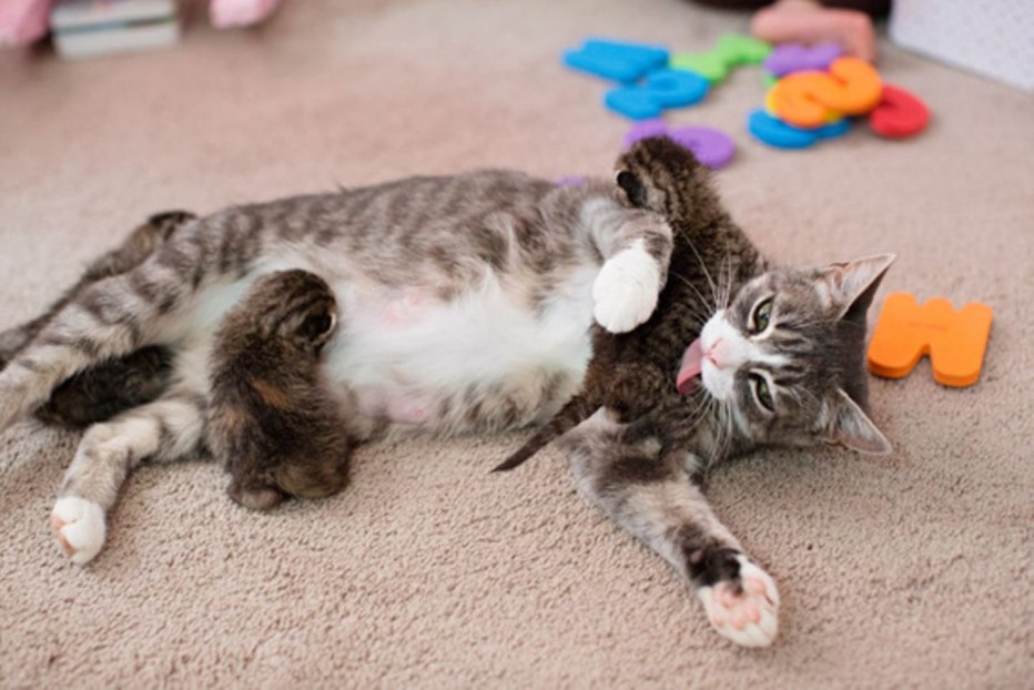 Кошка кормит котят
