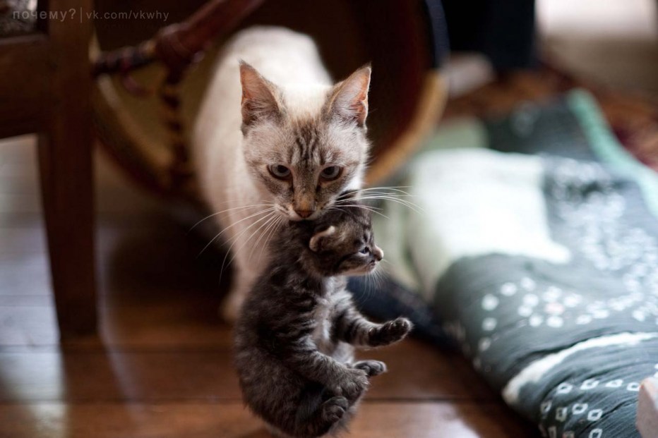 Кошка несёт котёнка за шкирку