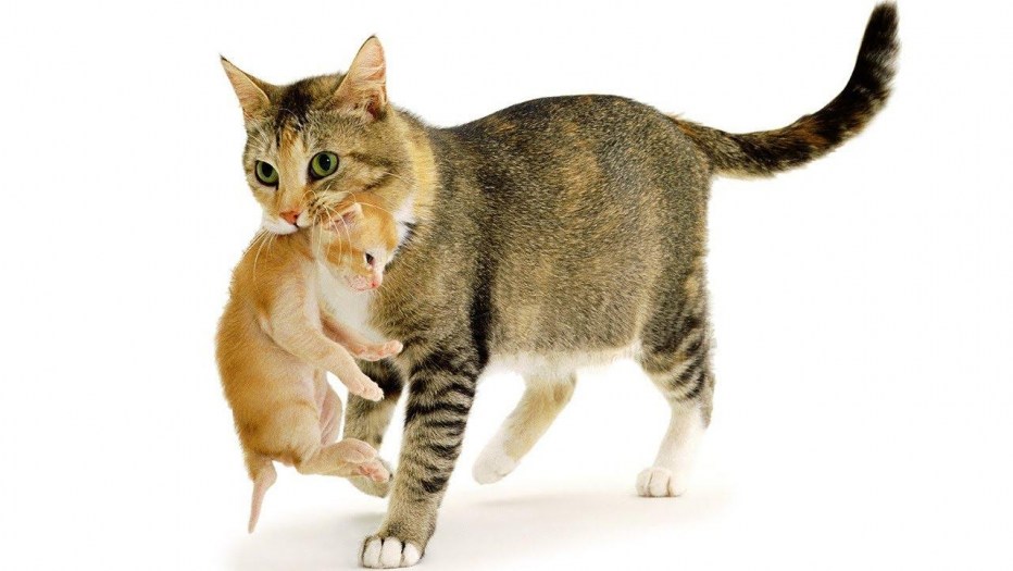 Кошка несёт котёнка за шкирку