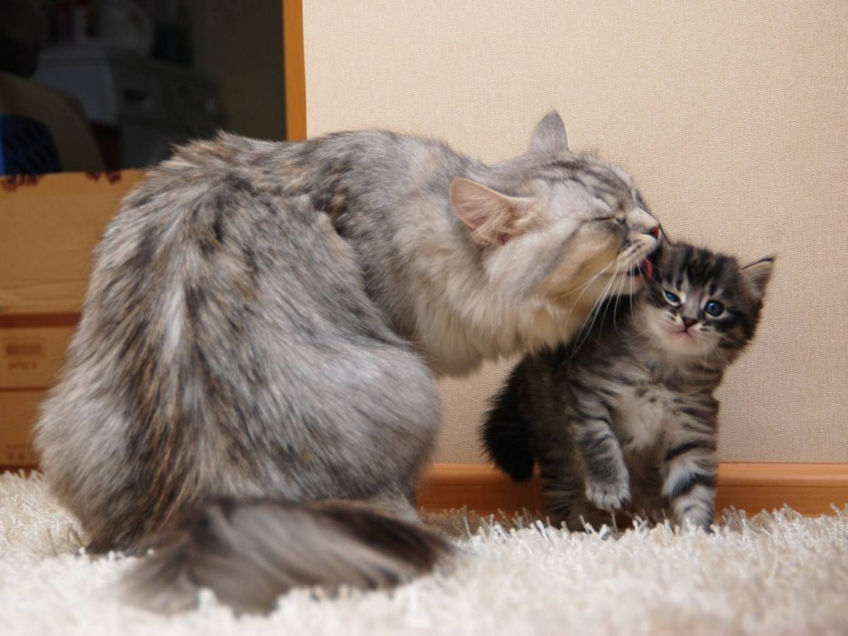 Сибирская кошка котята