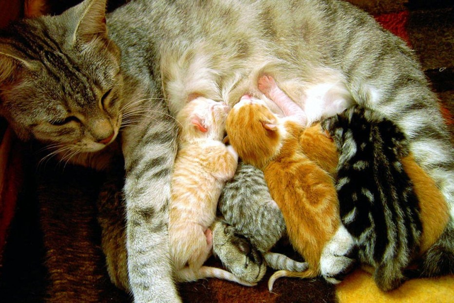 Кошка мами
