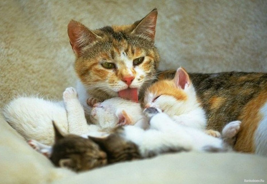 Кошка с котятами