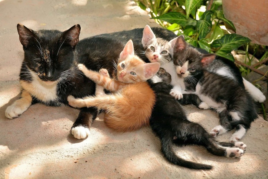 Котенок с клюшкой