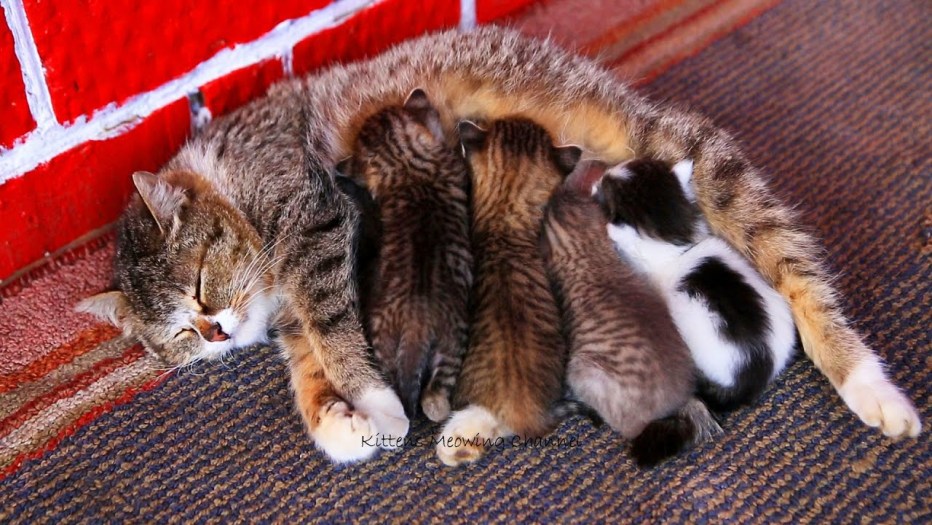 Кошка заботится о котятах