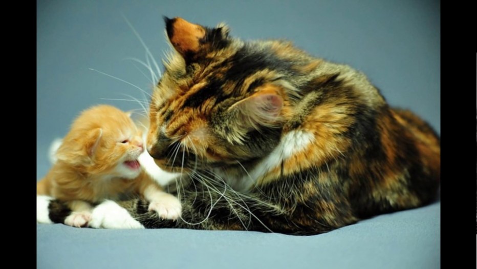Кошка лижет котенка