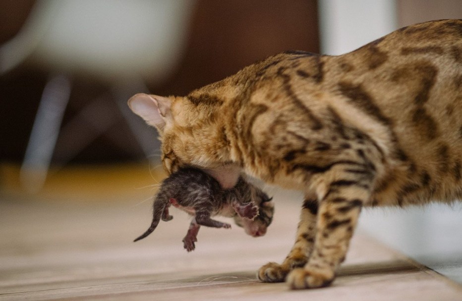 Кошка несет котенка
