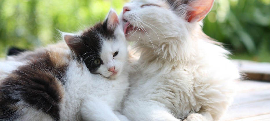 Кошка вылизывает котенка