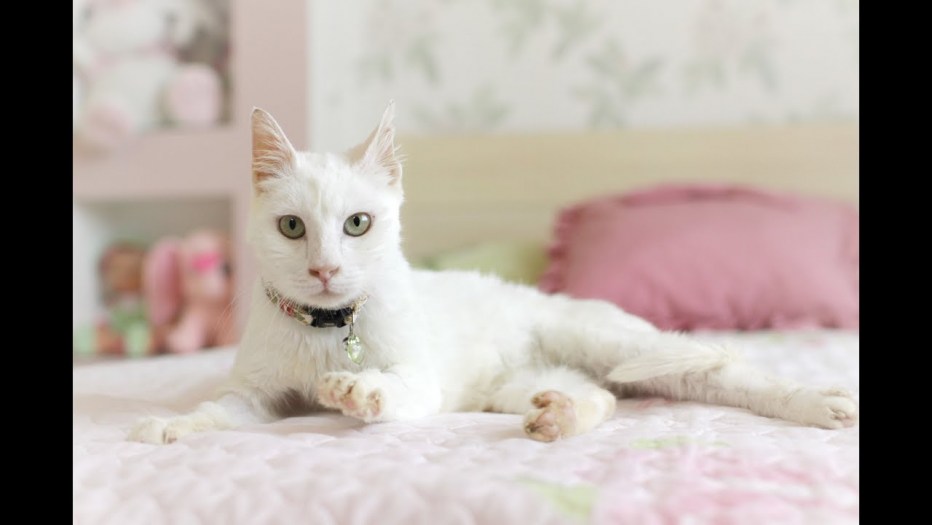 Анатолийская кошка фото