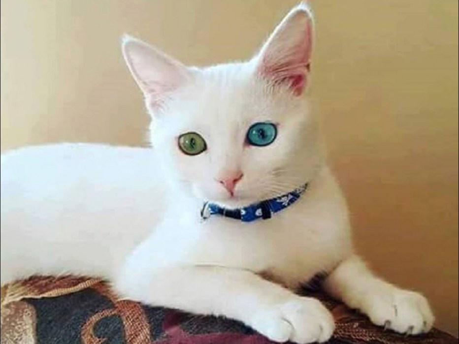 Турецкая Анатолийская кошка