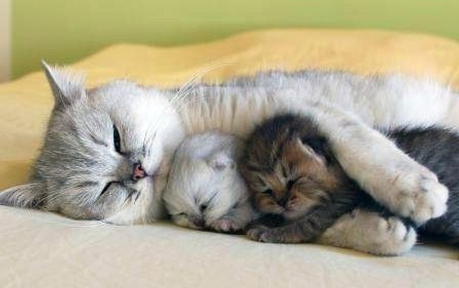 Кошка спит с котенком