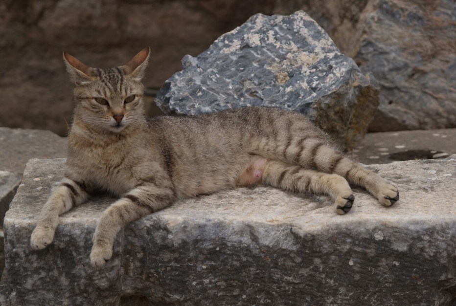 Анатолийский кот