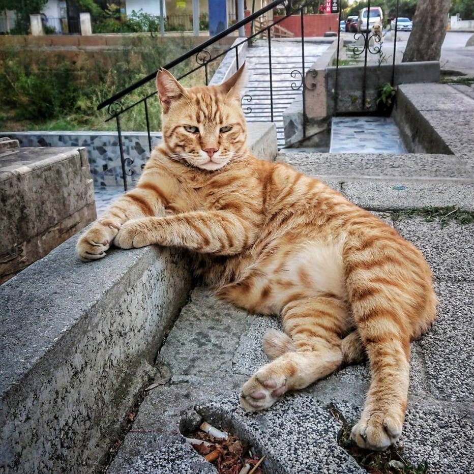 Турецкая Анатолийская кошка рыжая
