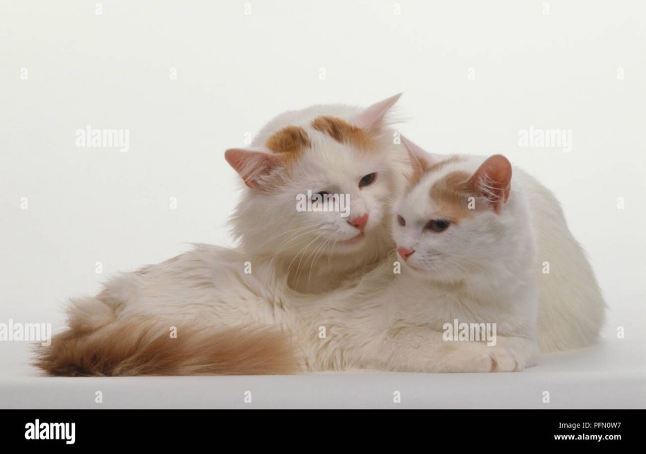 Турецкий Ван котята Новорожденные