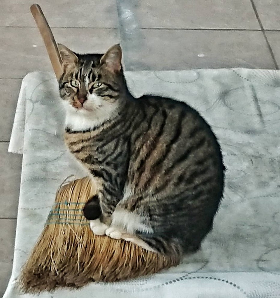 Анатолийская кошка фото серая
