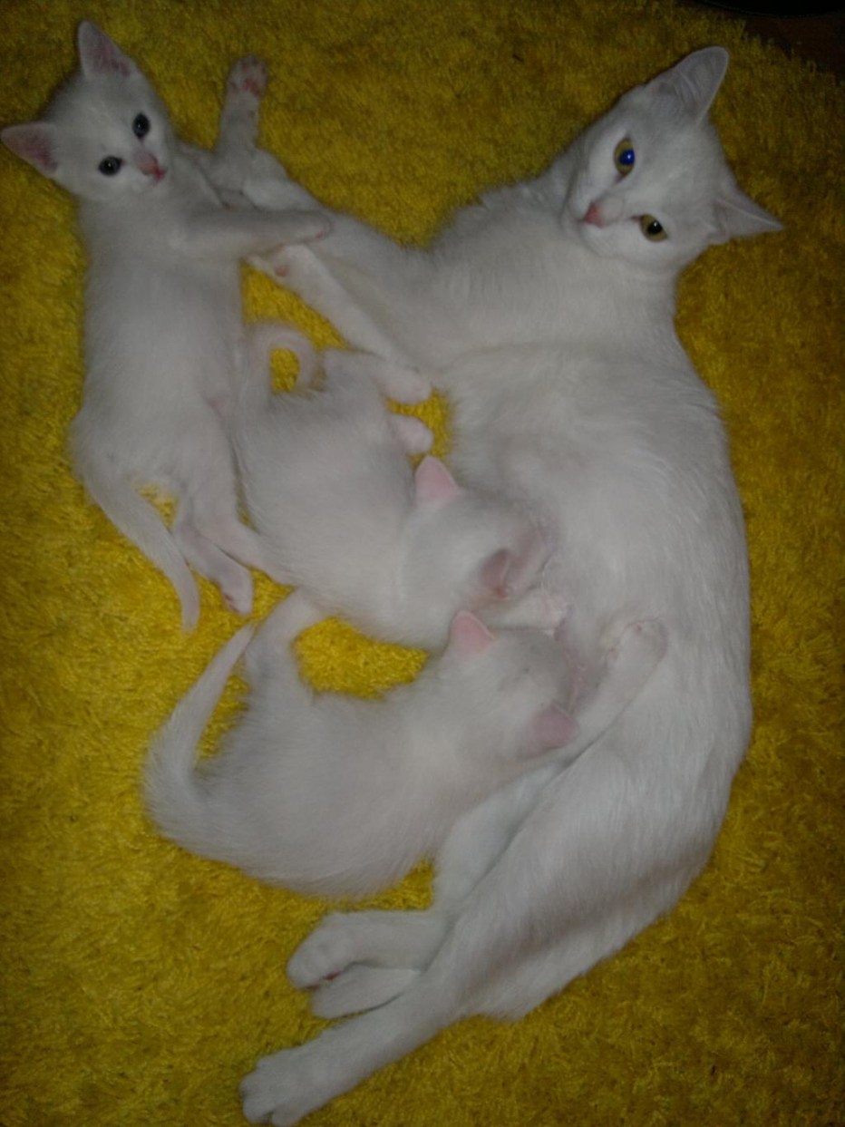 Анатолийская кошка котята пятнистый