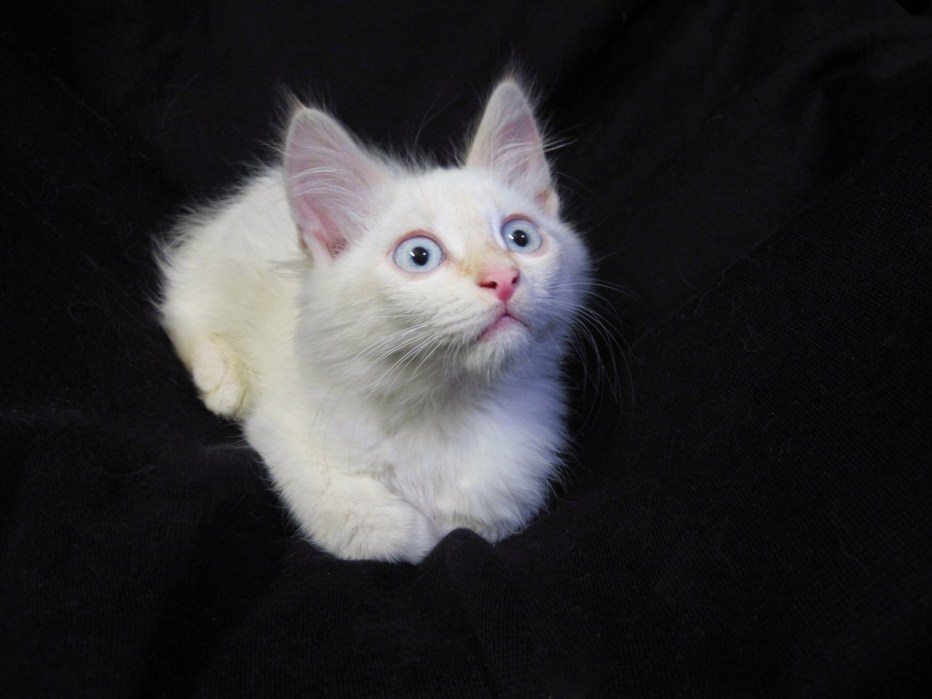 Анатолийская кошка котята