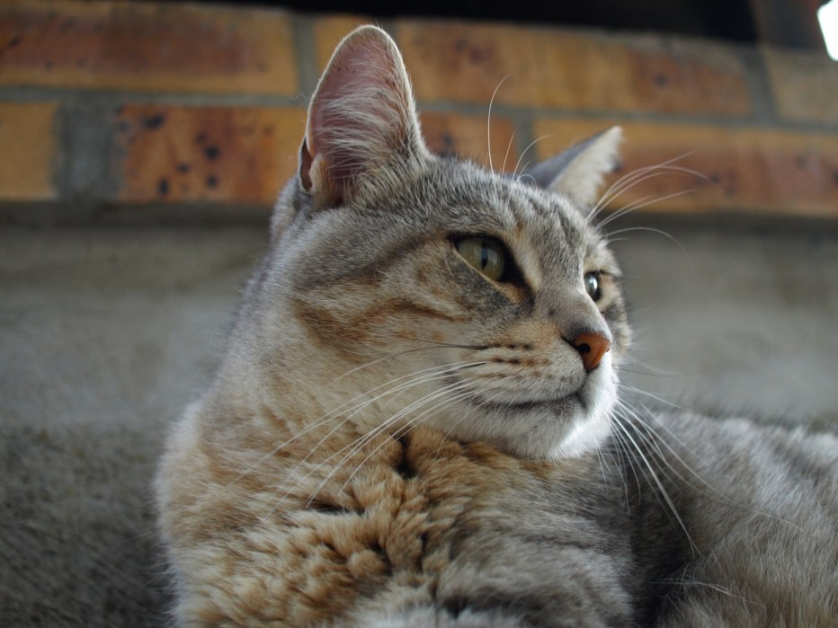 Кот лижет шерсть