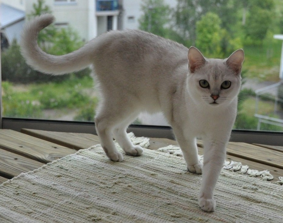 Бурмилла котенок