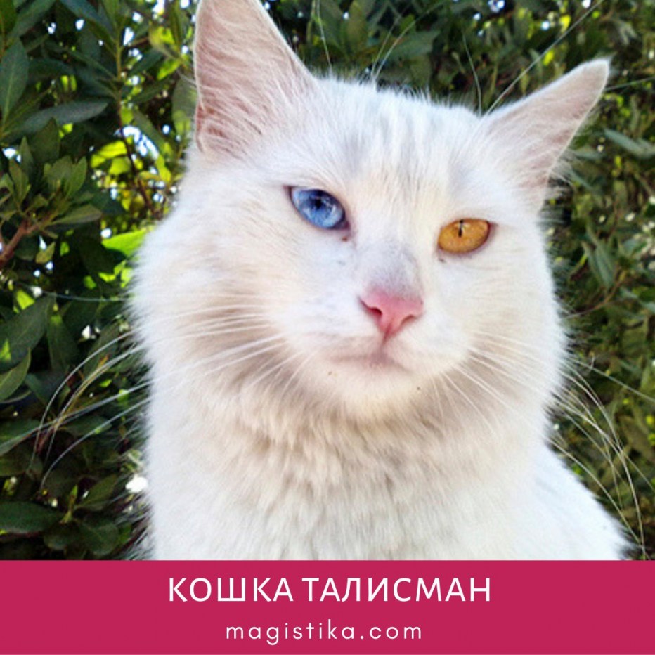 Анатолийская кошка