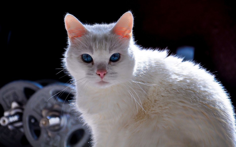 Анатолийская короткошерстная кошка
