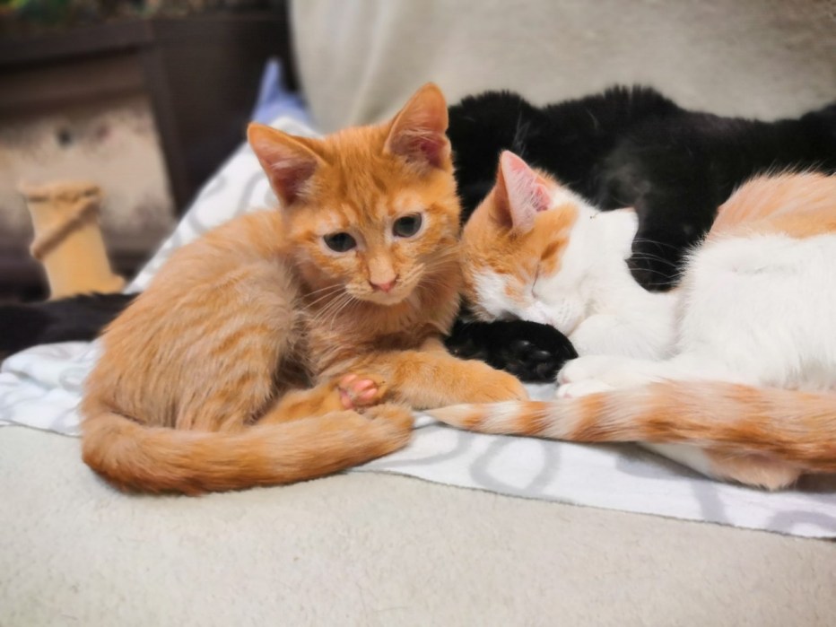 Анатолийская кошка котята рыжий с белым