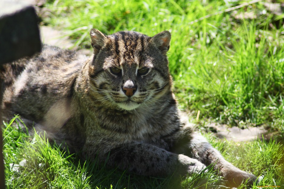 Камышовый кот (Хаус) (Felis Chaus)