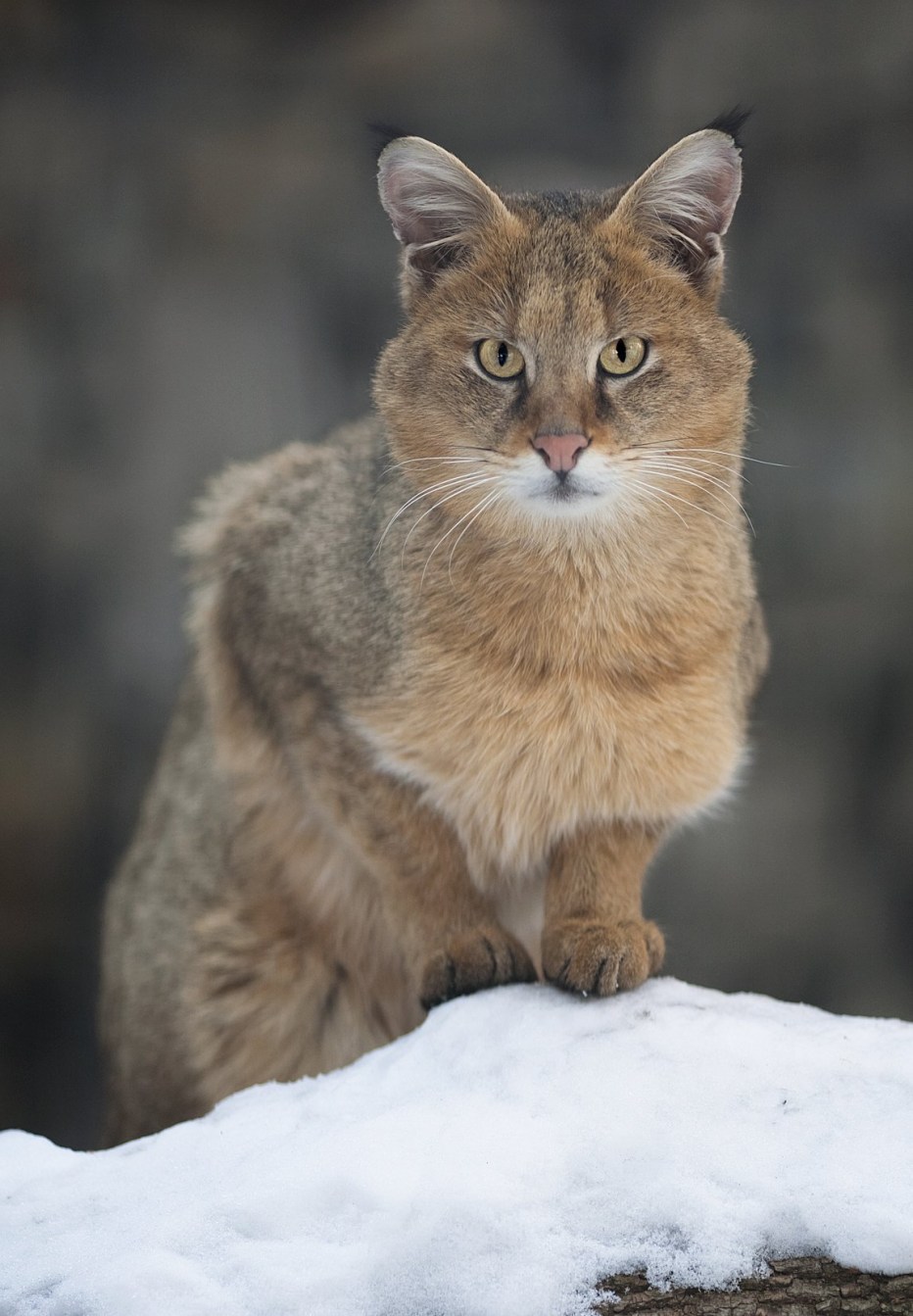 Камышовый кот