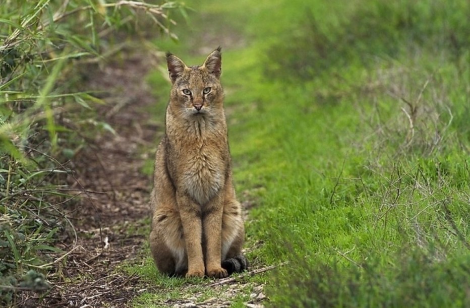 Камышовый кот (Хаус) (Felis Chaus)