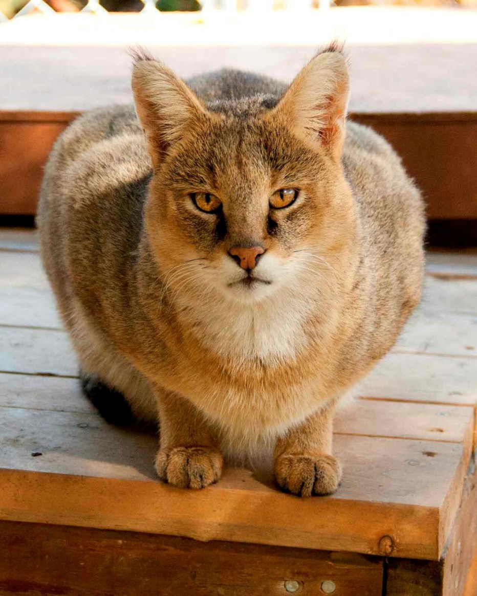 Кот чаузи ф1