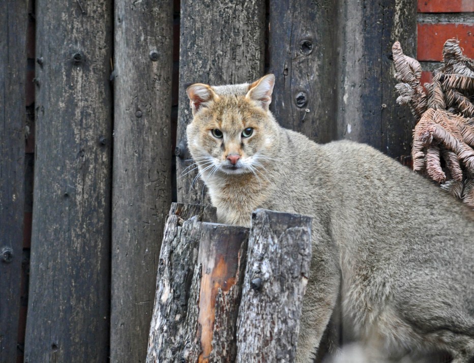 Камышовый кот (Хаус) (Felis Chaus)