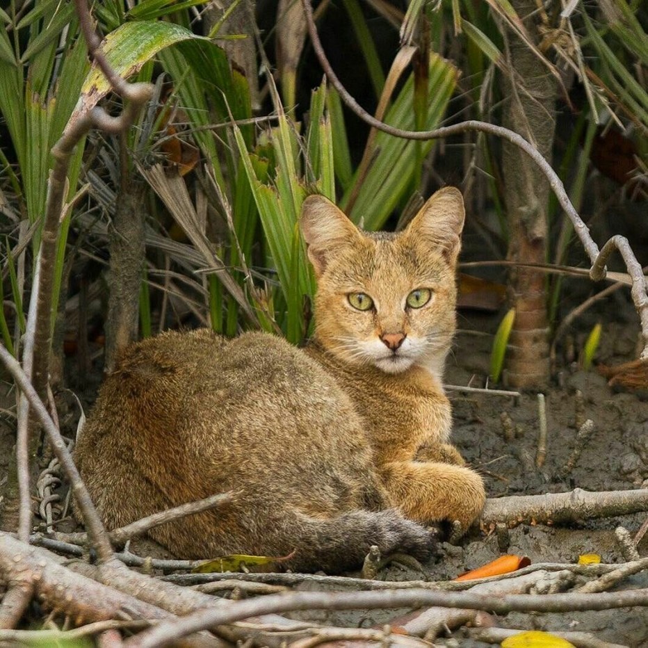 Камышовый кот (Хаус) (Felis Chaus)