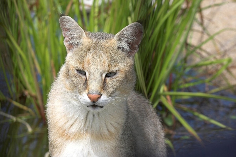Камышовый кот (Хаус) (Felis Chaus)