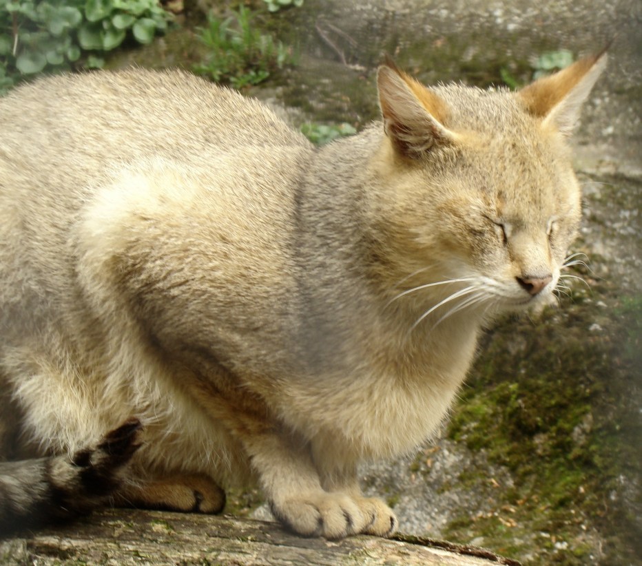 Казахстанский камышовый кот