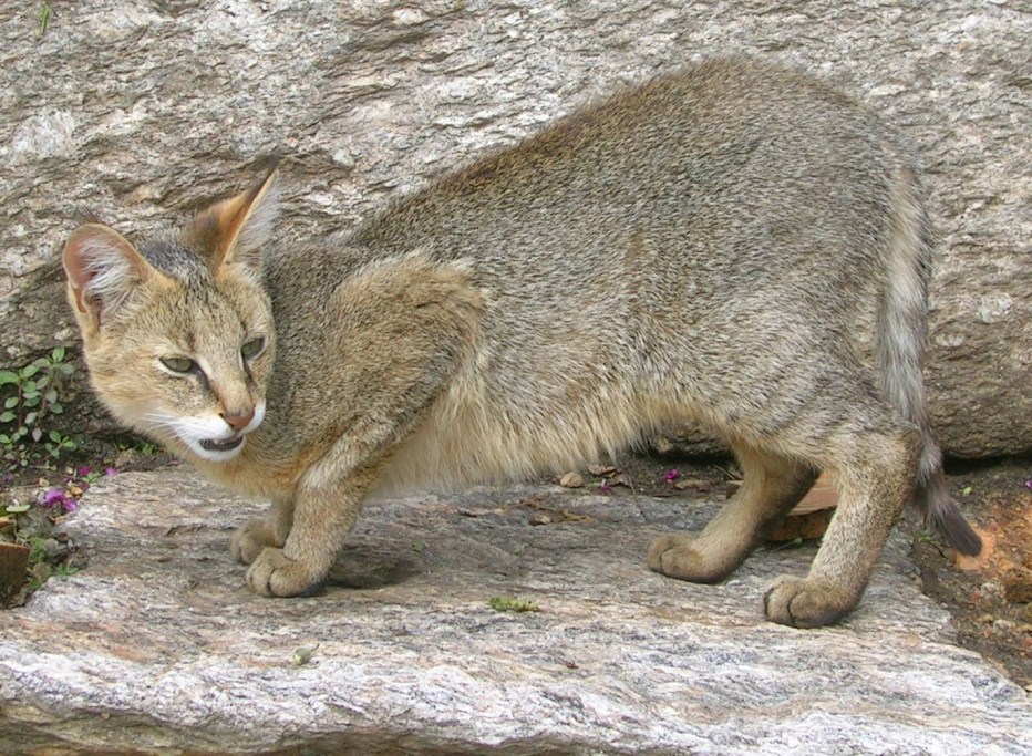 Камышовый кот (Хаус) (Felis Chaus)
