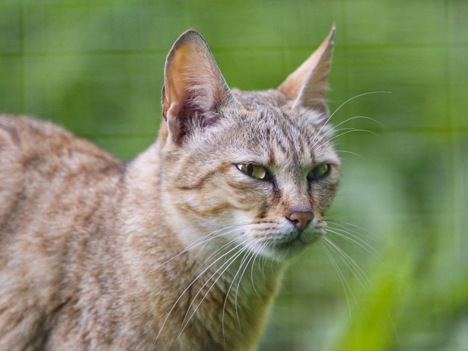 Камышовый кот (Хаус) (Felis Chaus)