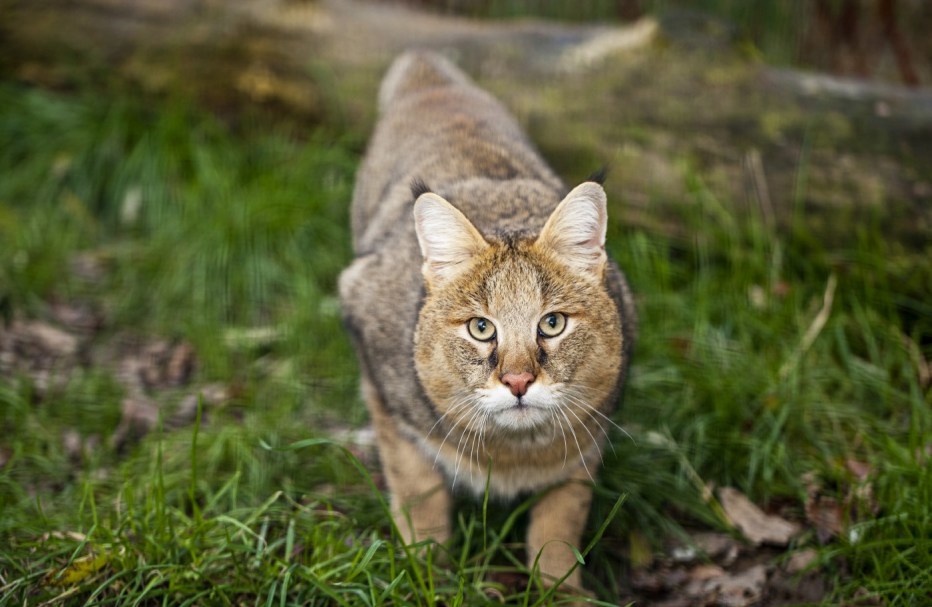 Камышовый кот (Хаус) (Felis Chaus)