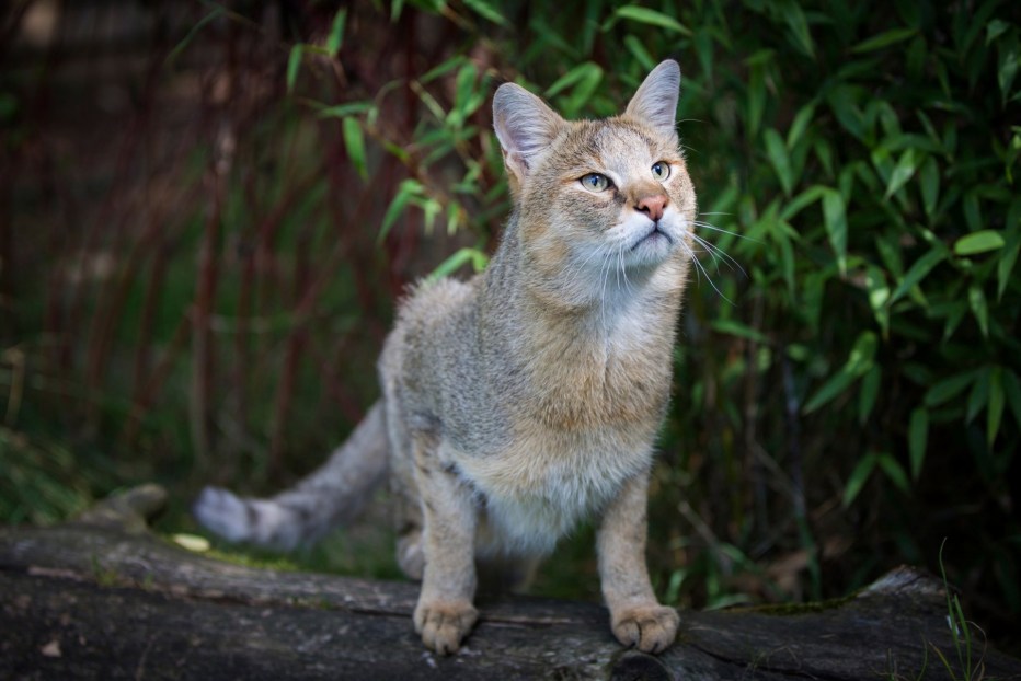 Камышовый кот (Хаус) (Felis Chaus)