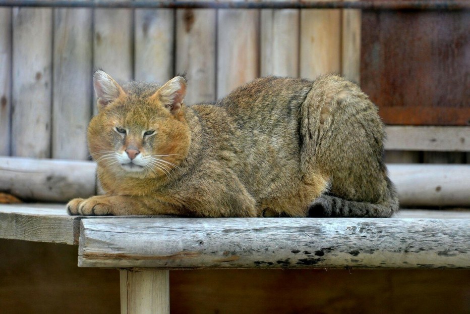Камышовый кот котята