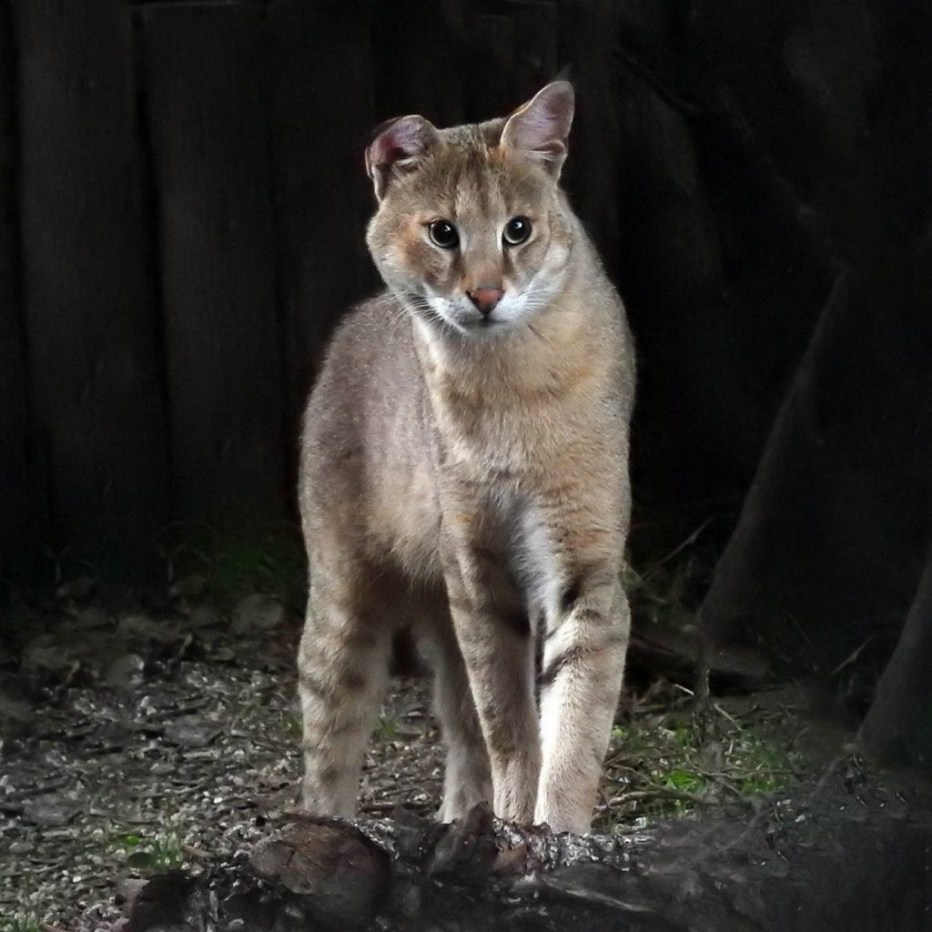 Камышовый кот (Хаус) (Felis Chaus)